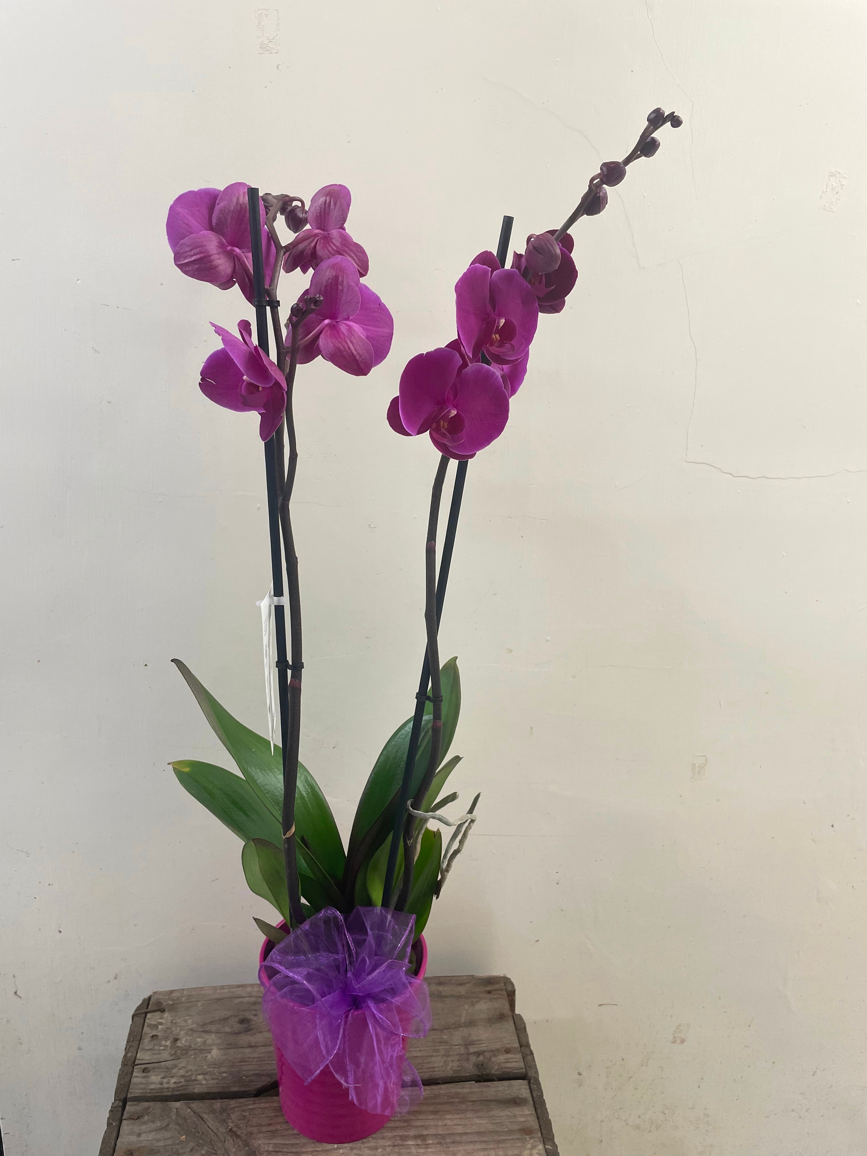 Orchid delight Plant