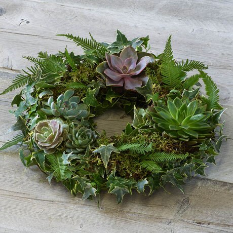 Living Succulent Wreath size,  inches height and  inches wide.