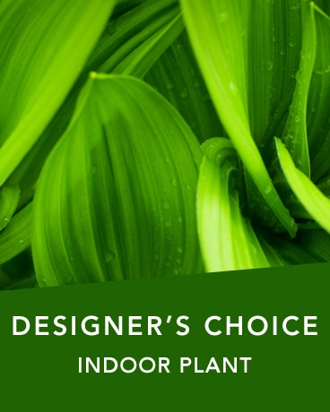 DC Indoor plant Flower Arrangement