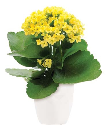 Forever Yellow Flower Arrangement