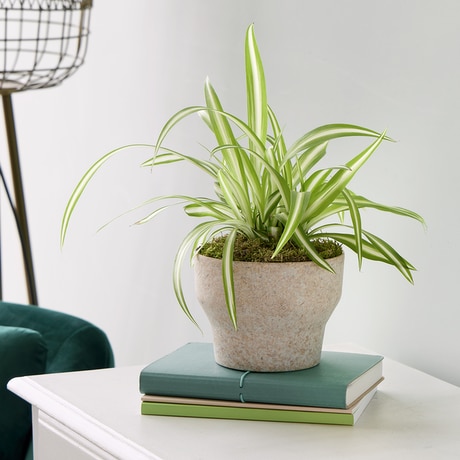 Spider Plant size,  inches height and  inches wide.
