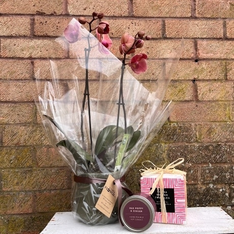 Potted Orchid, Candle & Chocolates Gift Set Flower Arrangement