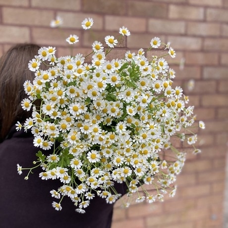 An Armful of Daisies Bouquet