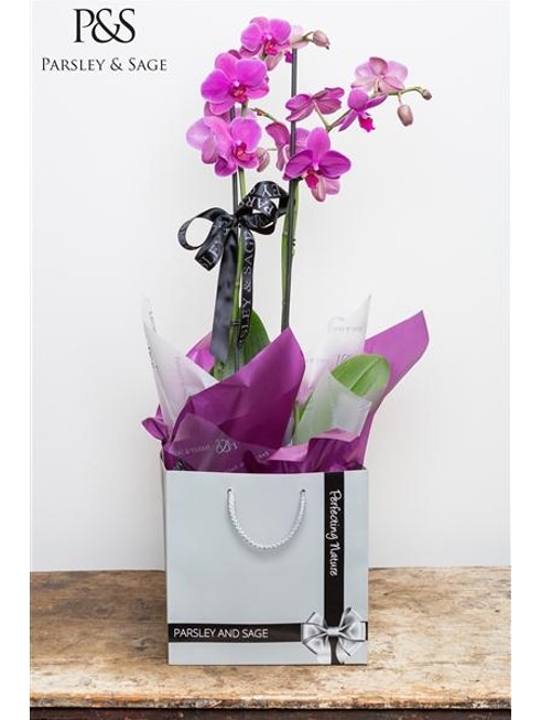 Phalaenopsis Orchid Flower Arrangement