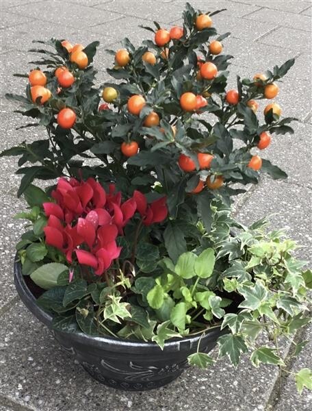 Colourful Planter Plant