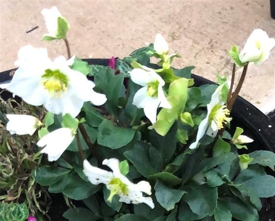 HELEBORUS NIGER PLANT ARRANGEMENT Plant