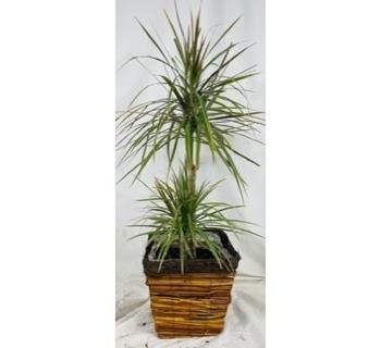 Indoor House Plant - Drachma Plant