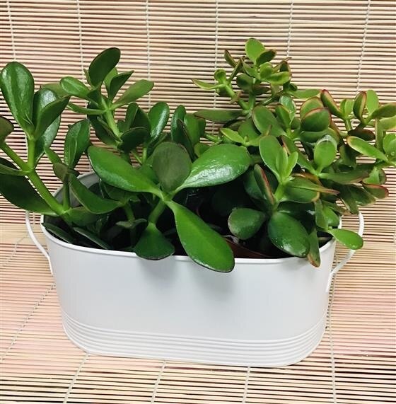 Jade Plant Arrangement Plant