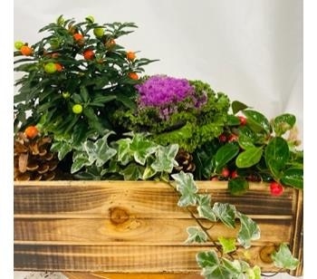Large Box Planter Plant