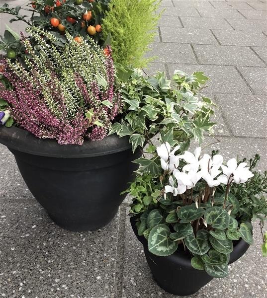 Large Plant Arrangement Plant