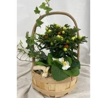 Seasonal Winter Basket Plant