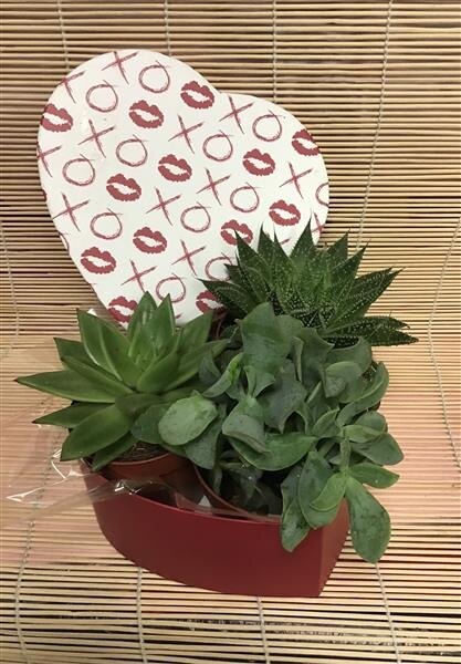 Succulent Plant Arrangement Plant
