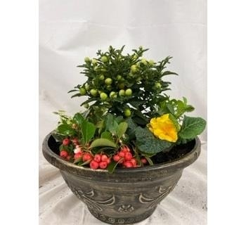 Tudor Bowl Plant