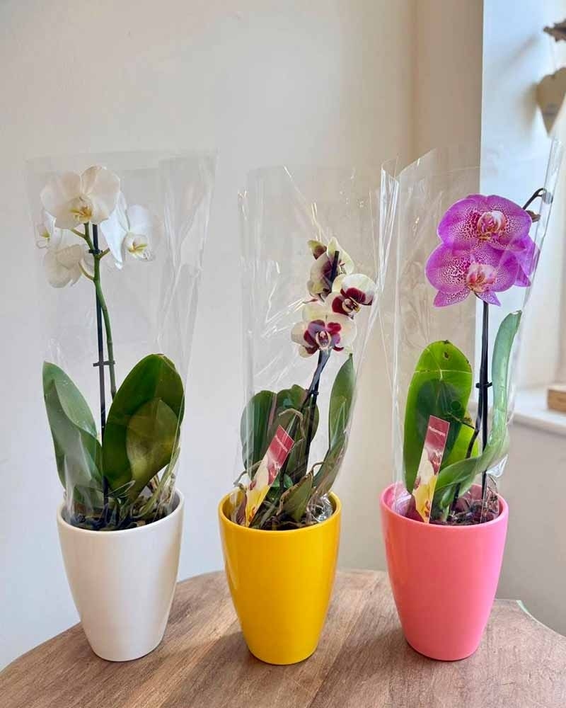 Orchid size,  inches height and  inches wide.
