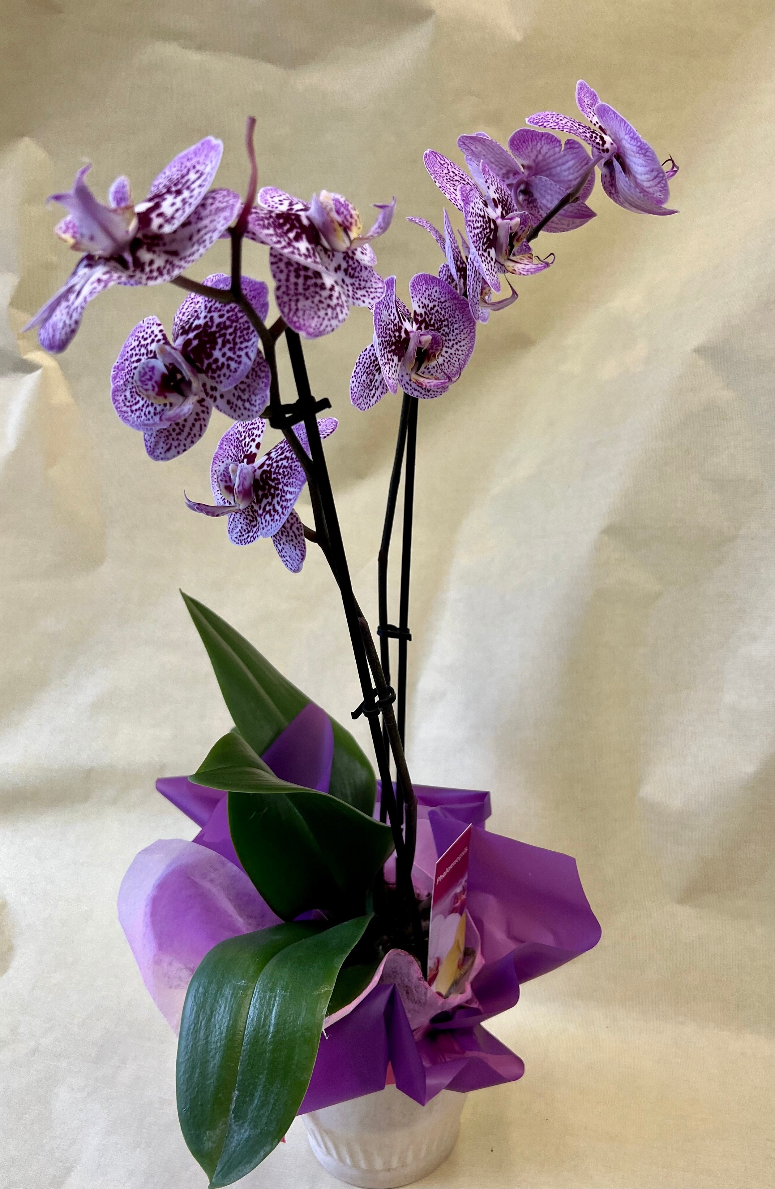 Twin Stemmed Orchid in Pot in Worksop Nottinghamshire - Bo Kay Florists