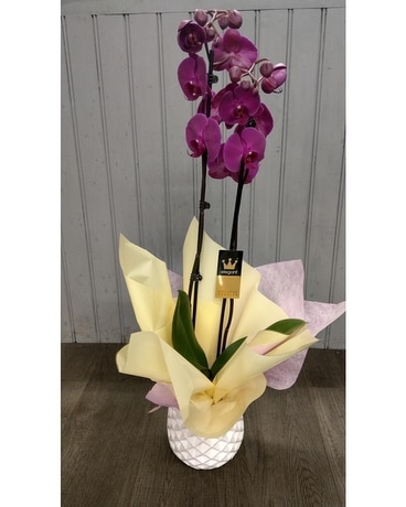 Twin Stemmed Orchid in Ceramic Pot Flower Arrangement