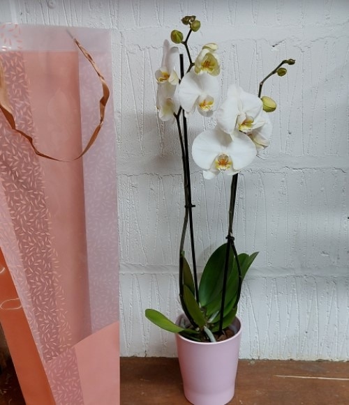 Orchid size,  inches height and  inches wide.