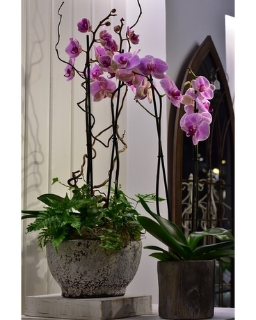 Multi-stem Orchid Planter Flower Arrangement