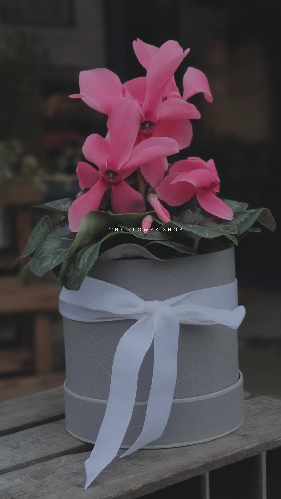 Cyclamen Hat Box Planter Plant