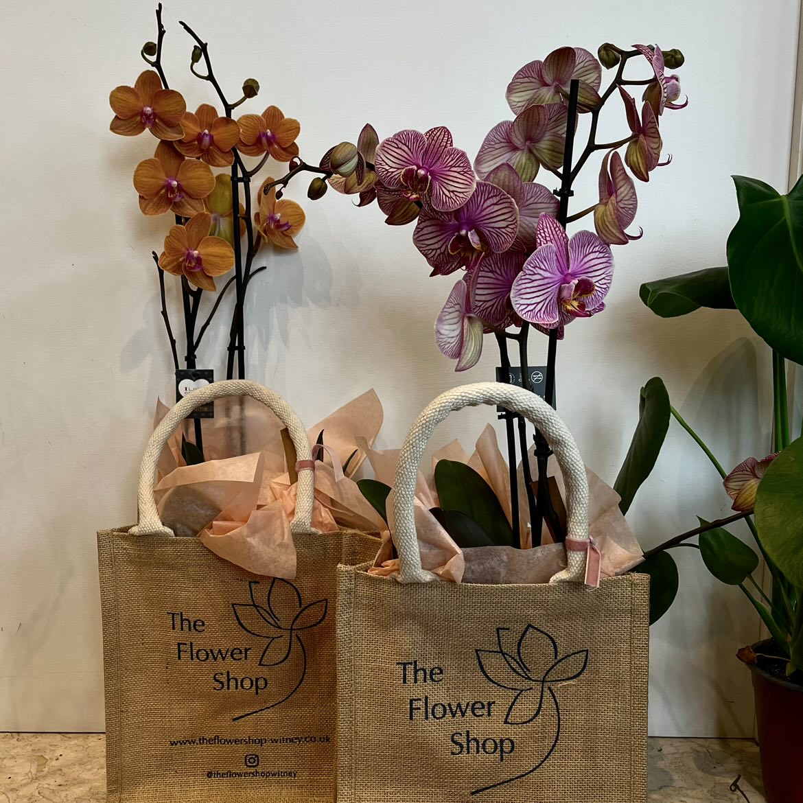 Orchid Plant in Jute Bag Flower Arrangement