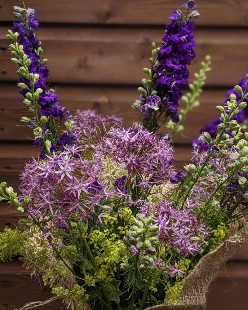 Alliums & Delphiniums size,  inches height and  inches wide.