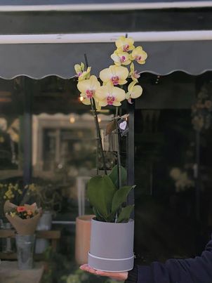 Hatbox Orchid size,  inches height and  inches wide.