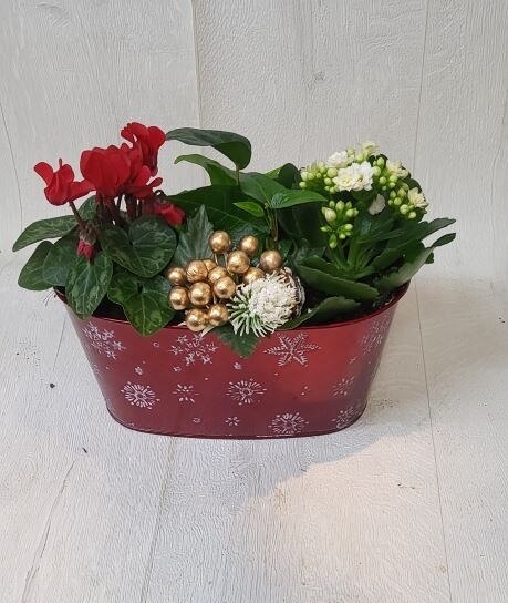 Christmas Tin Planter Plant