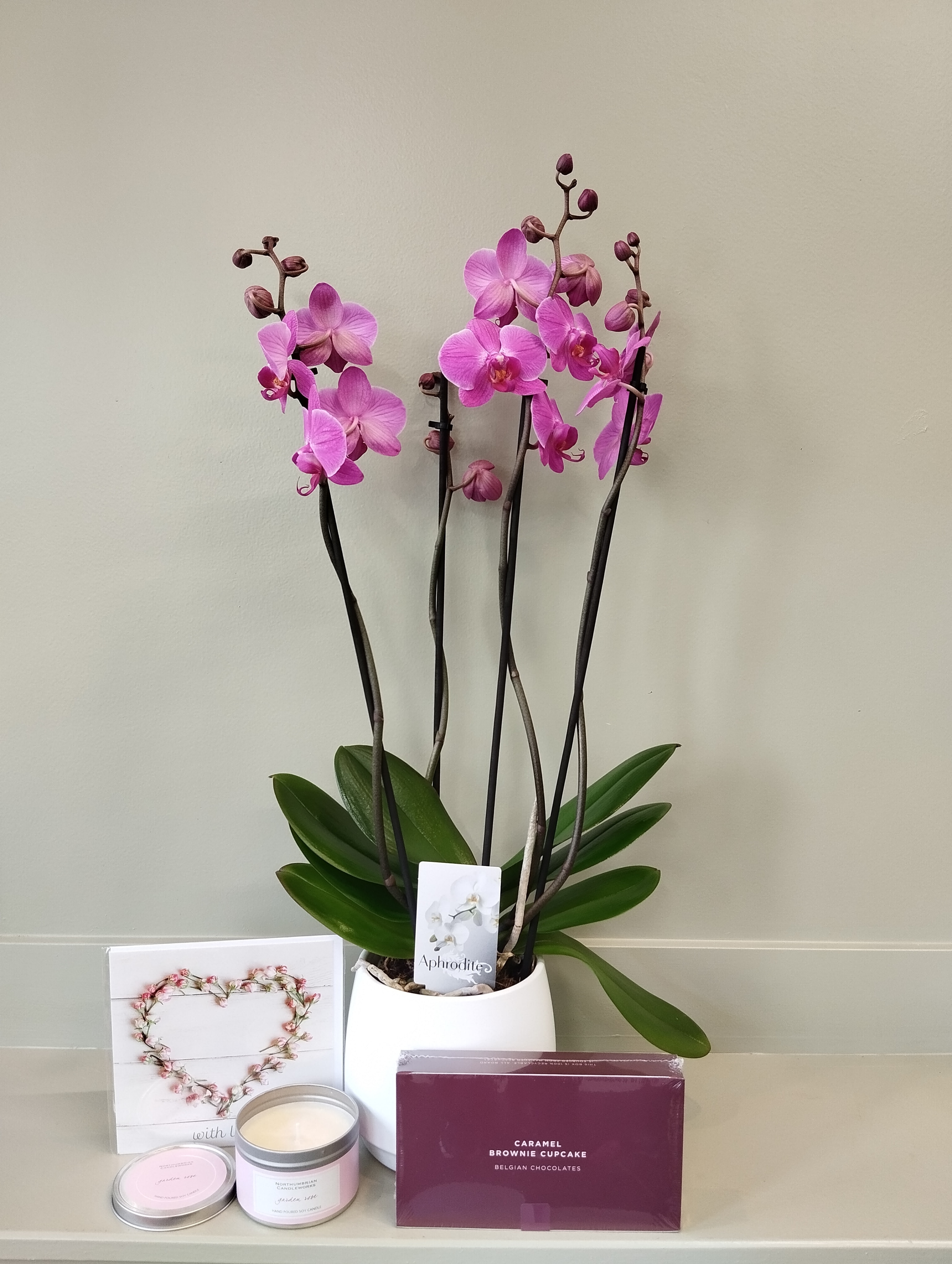 Phalaenopsis Orchid Bundle Plant