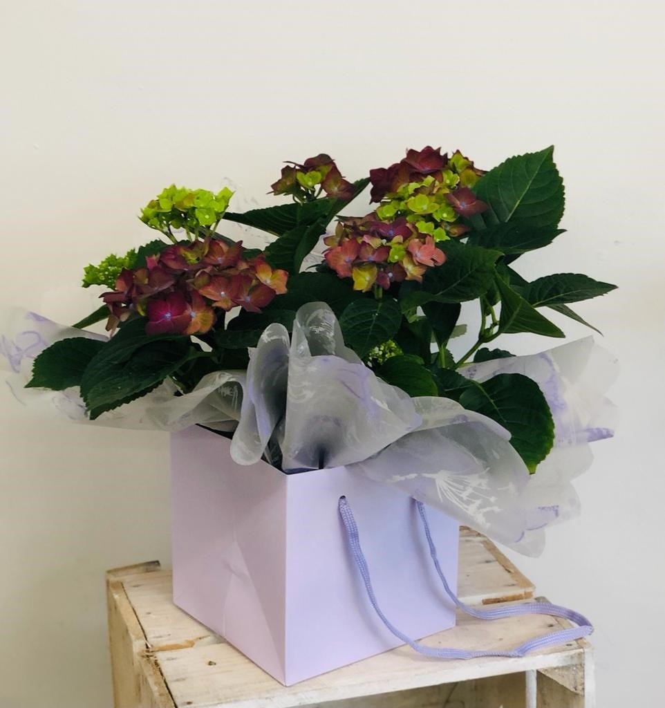 Hydrangea Plant