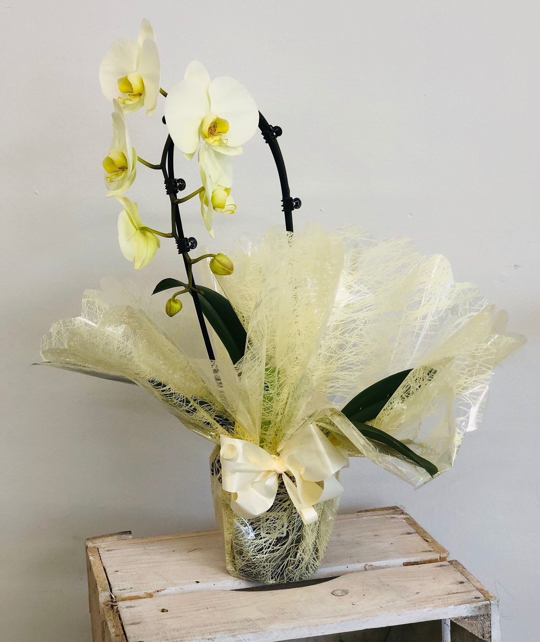 Orchid Plant