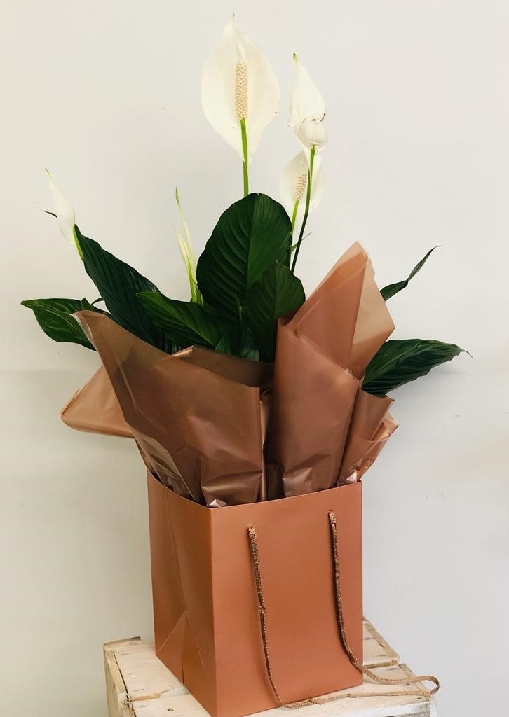 Peace Lily Flower Arrangement