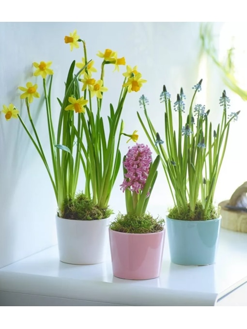 Spring Bulb Trio size,  inches height and  inches wide.