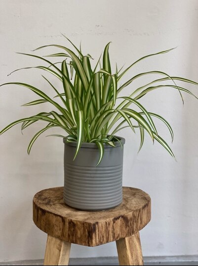 Spider Plant size,  inches height and  inches wide.