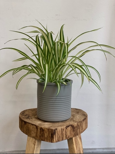 Spider Plant Flower Arrangement