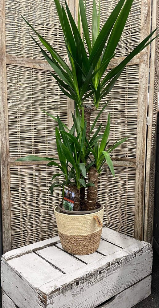 Yucca Plant Flower Arrangement