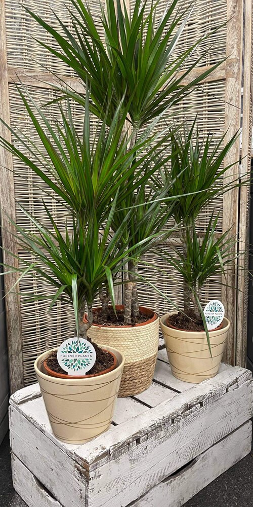 Dracaena Marginata Plant Flower Arrangement